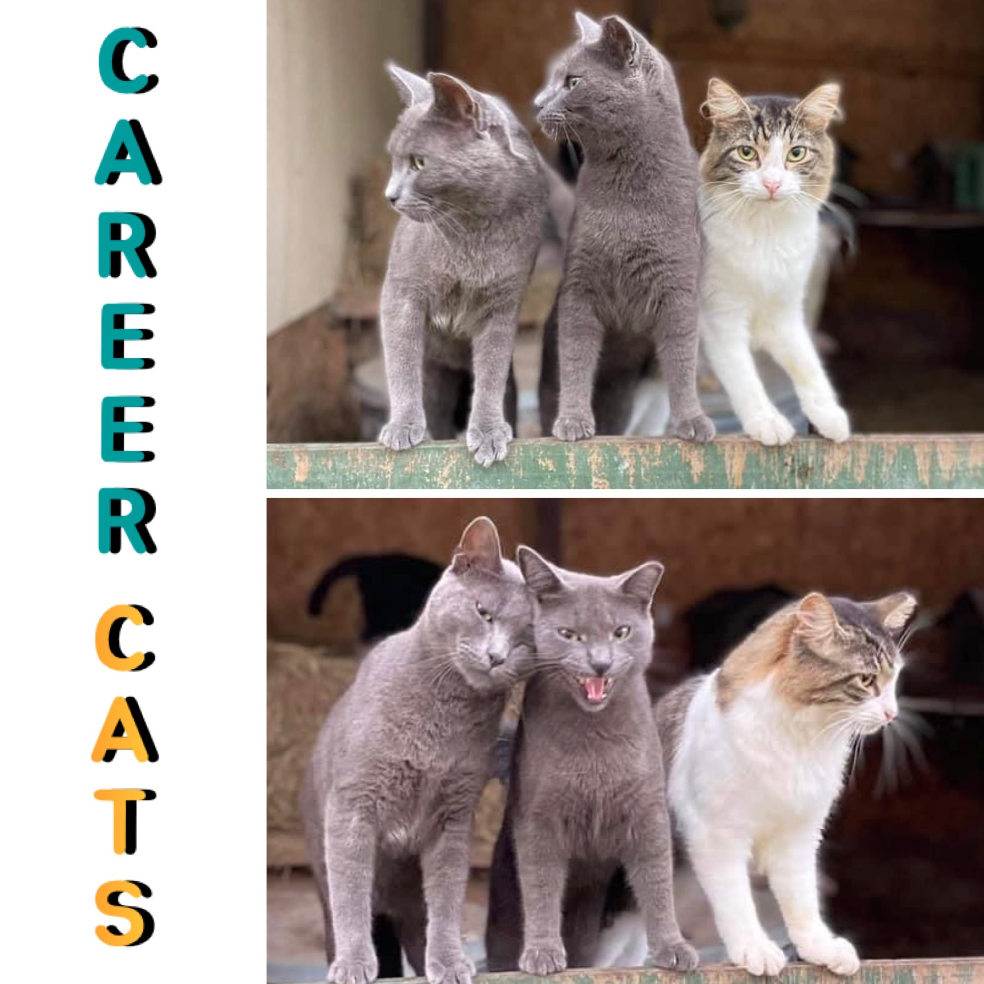 Barn Cats / Career Cats Available