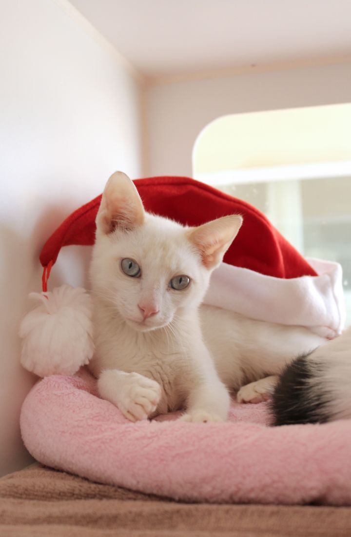 Cat For Adoption Phoenix A Siamese Mix In Encinitas Ca Petfinder