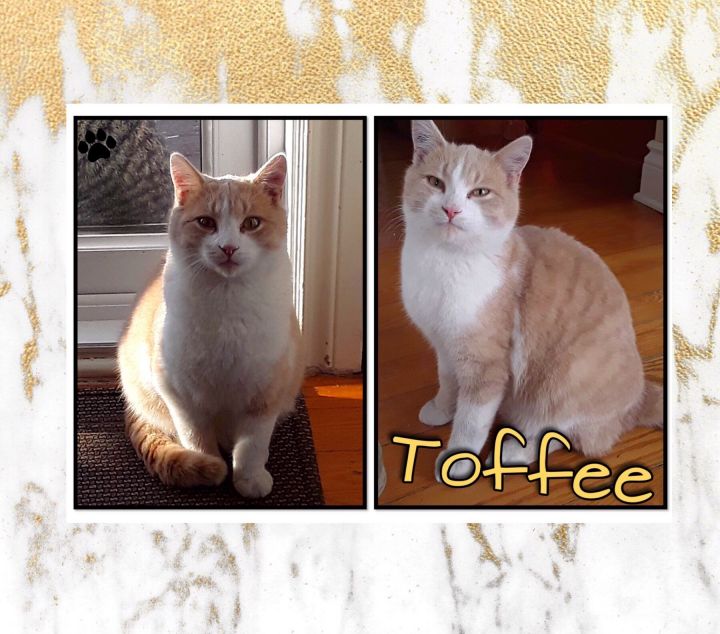 Toffee 1