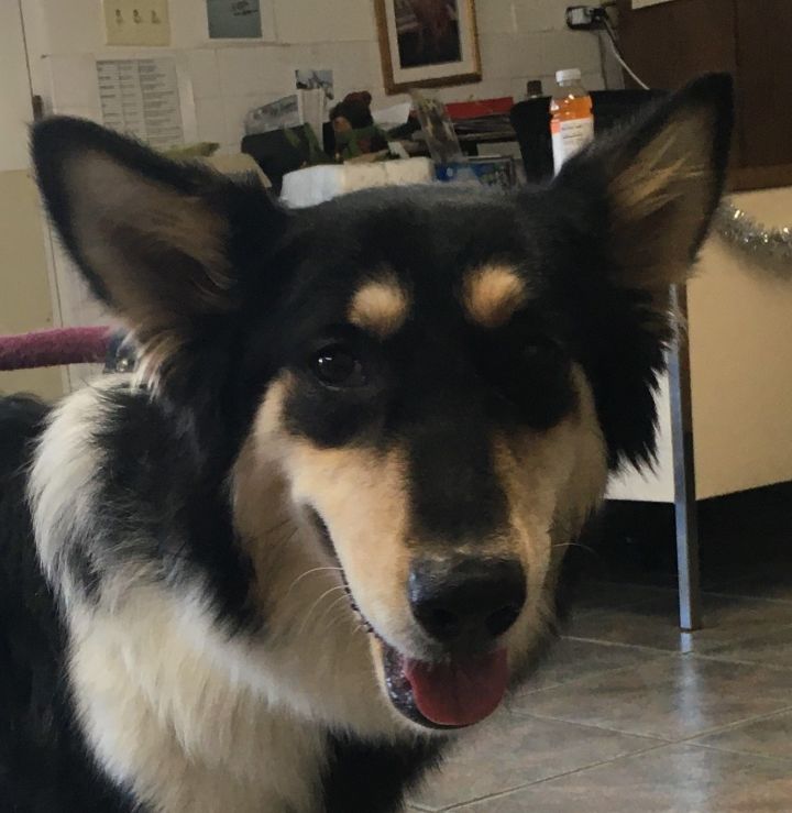 Border collie shepherd store mix for adoption