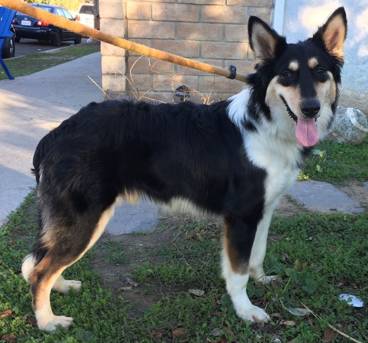 Shepherd collie hot sale mix