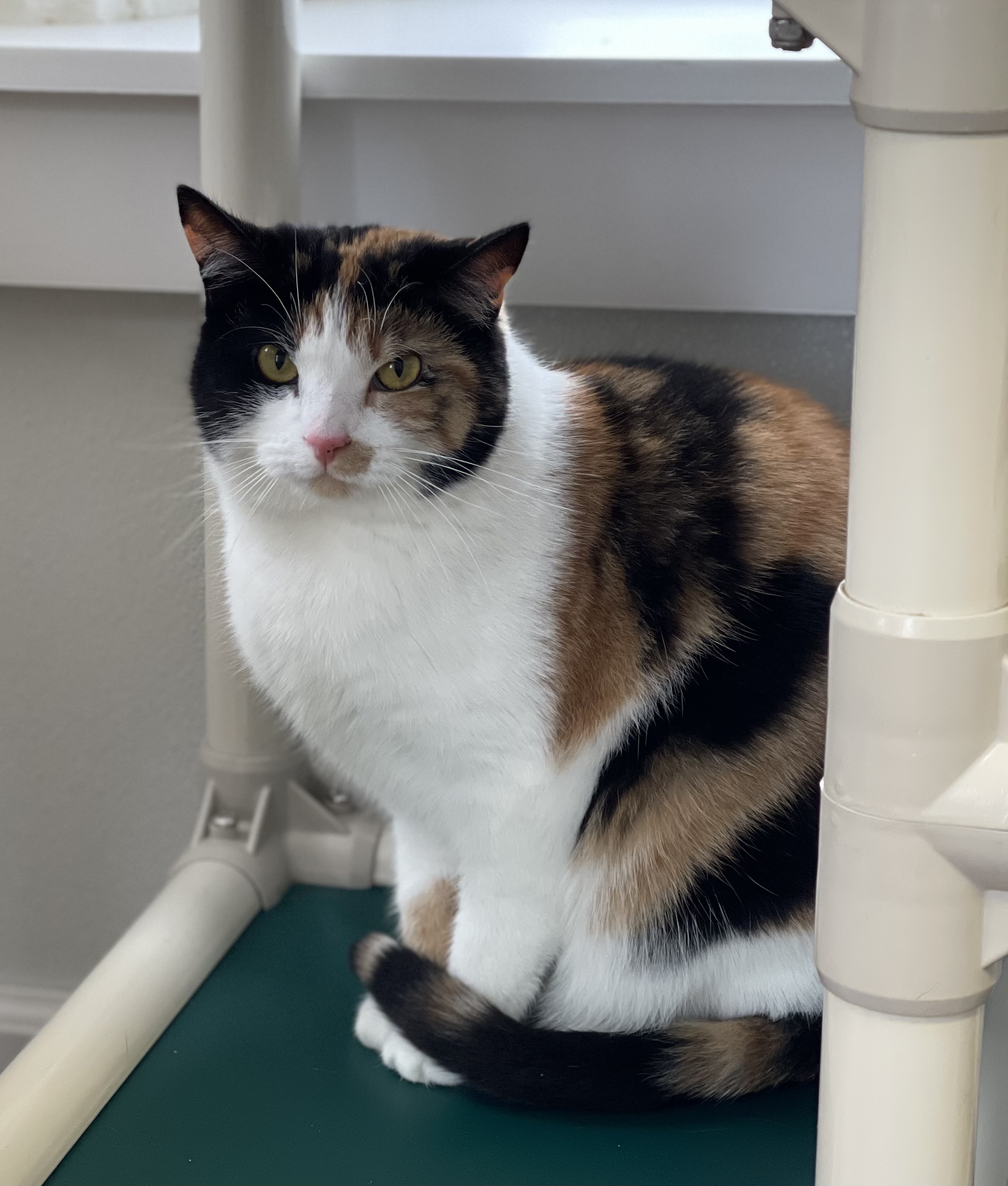 Lucille, an adoptable Domestic Short Hair, Calico in Greensburg, PA, 15601 | Photo Image 1