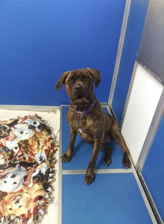 Dog For Adoption Honey A Mastiff Cane Corso Mix In