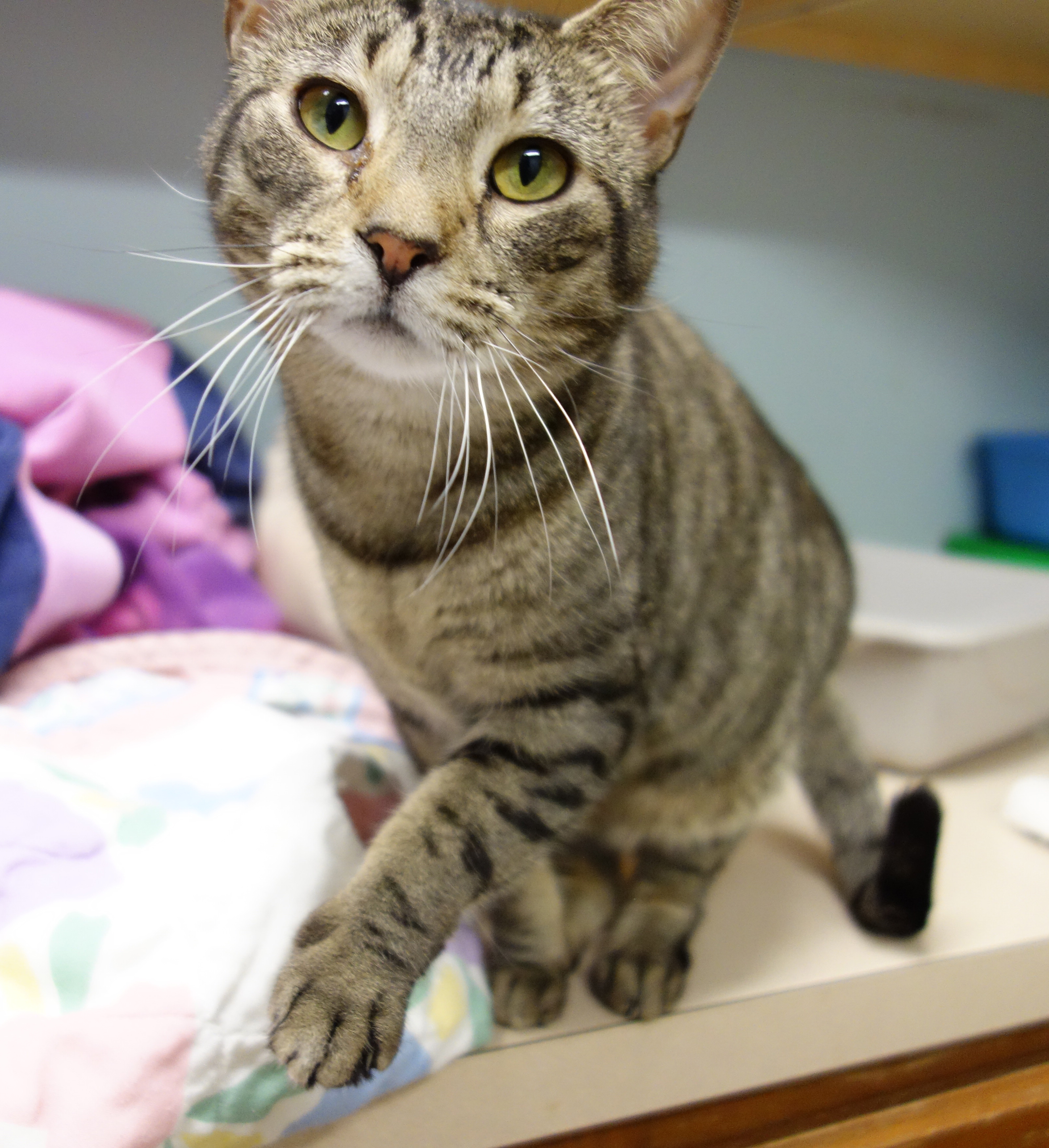 Sparkle (FIV+), an adoptable Domestic Short Hair in Gouldsboro, PA, 18424 | Photo Image 2