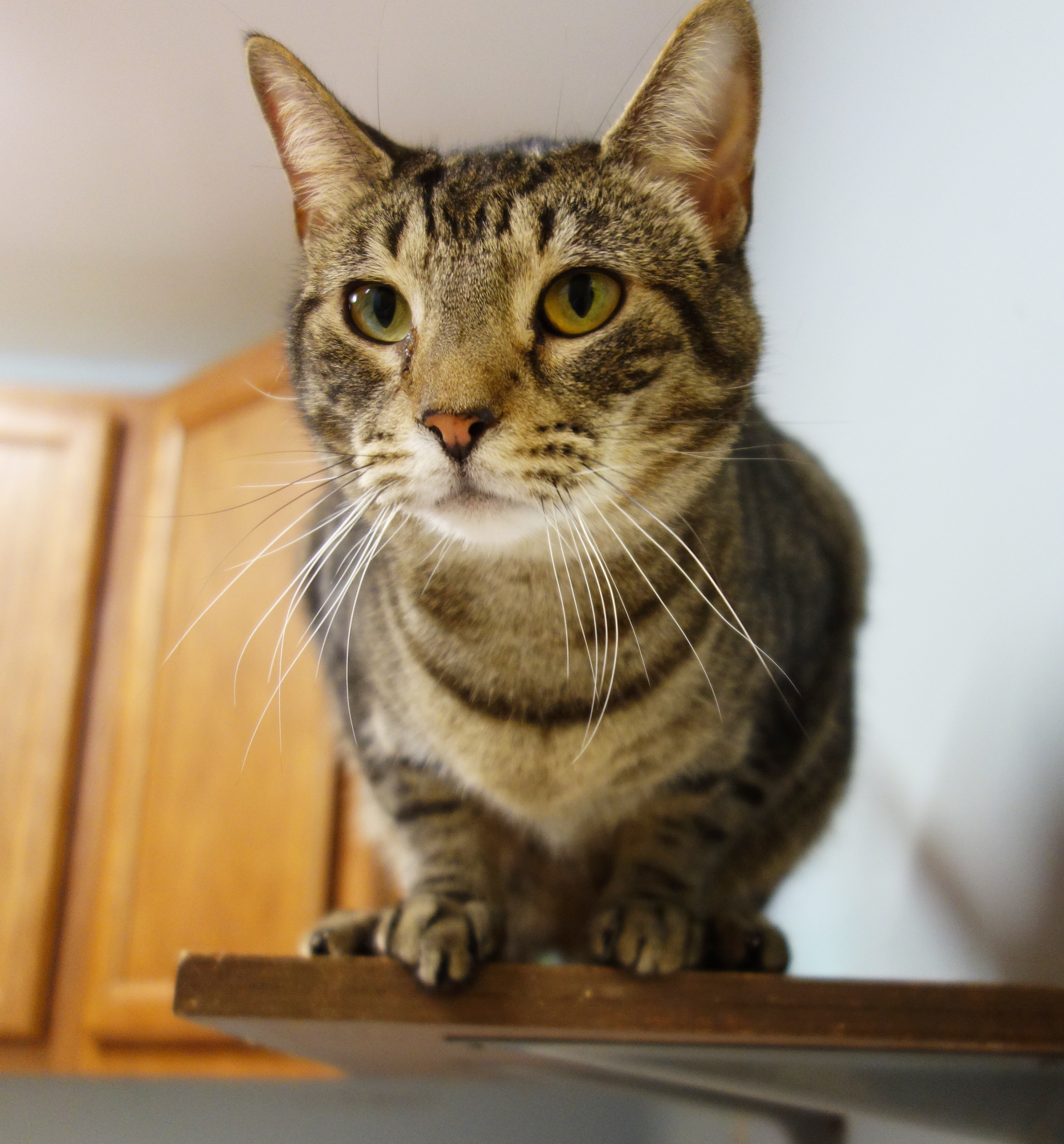 Sparkle (FIV+), an adoptable Domestic Short Hair in Gouldsboro, PA, 18424 | Photo Image 1