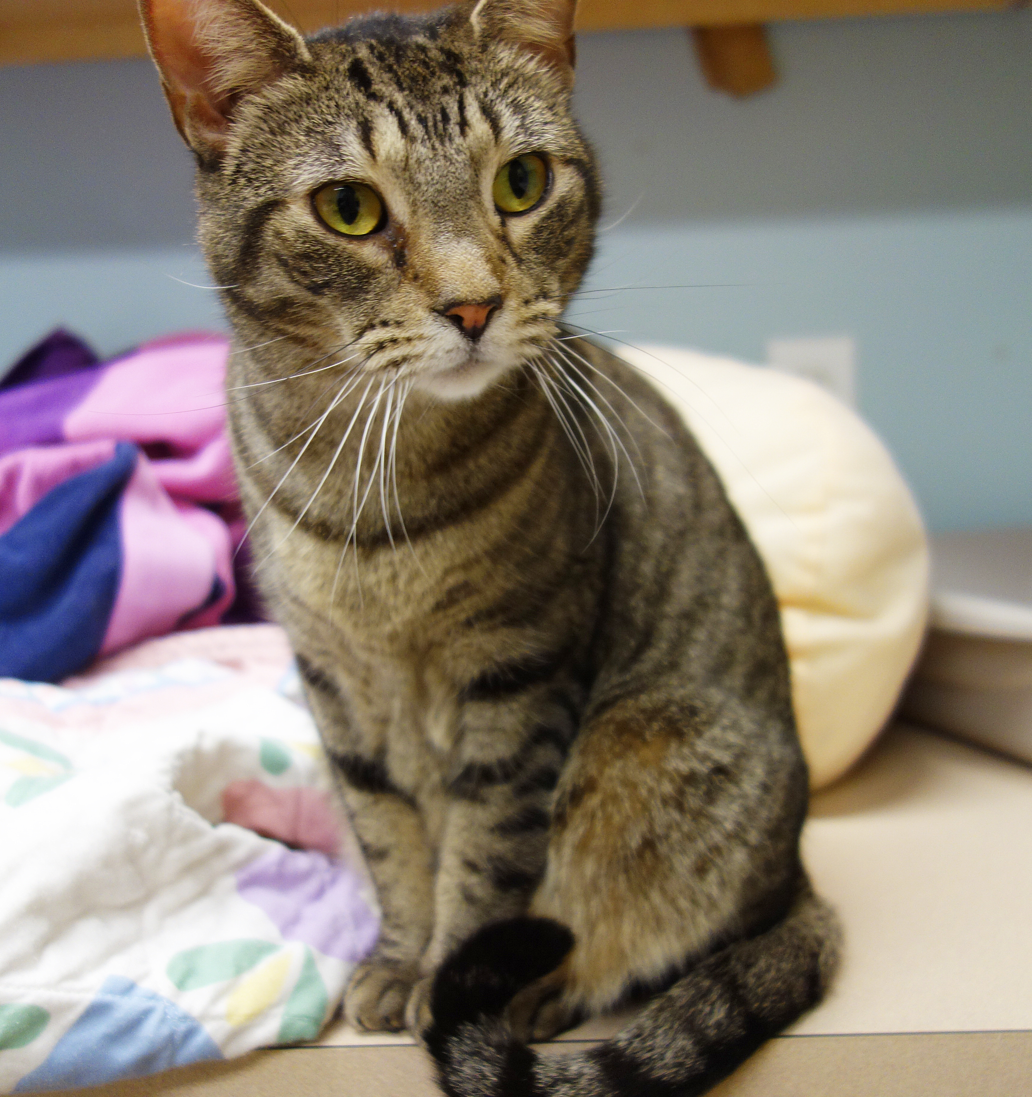 Sparkle (FIV+), an adoptable Domestic Short Hair in Gouldsboro, PA, 18424 | Photo Image 4