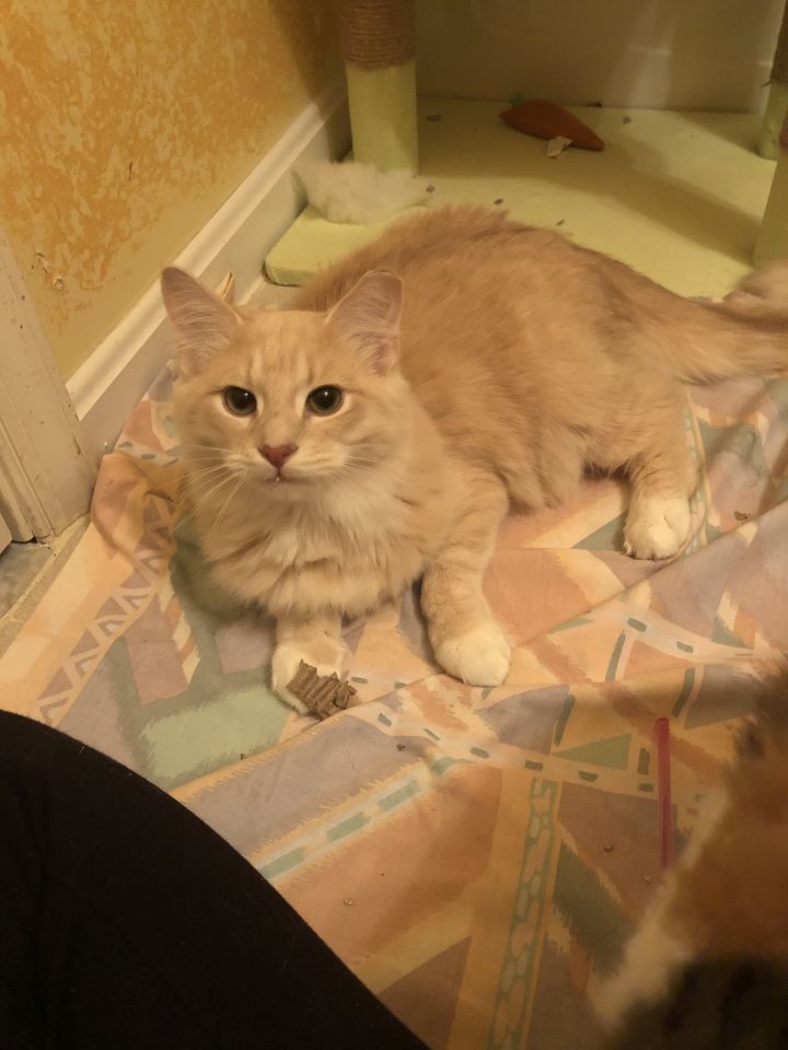 Cat For Adoption Cooper A Domestic Medium Hair Tabby Mix In