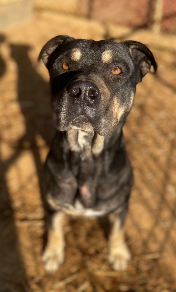 Dog For Adoption Thor A Cane Corso Presa Canario Mix In