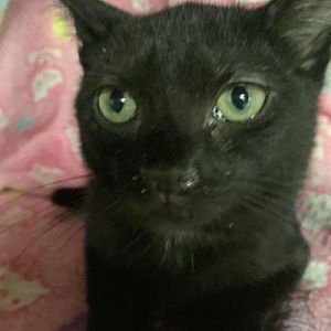 . Coco .