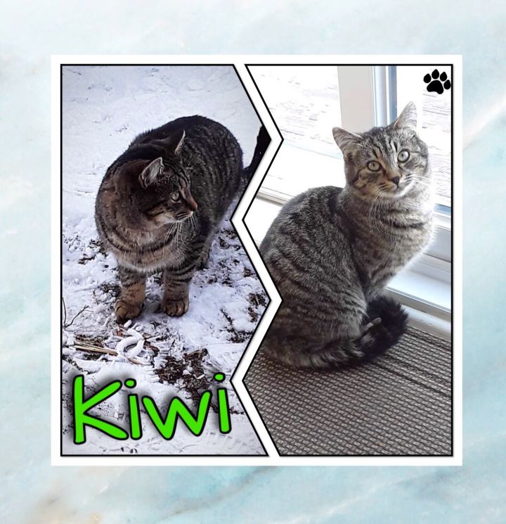 Kiwi 1