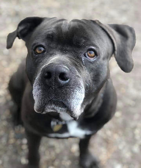 Dog For Adoption Brutus A Cane Corso Mastiff Mix In