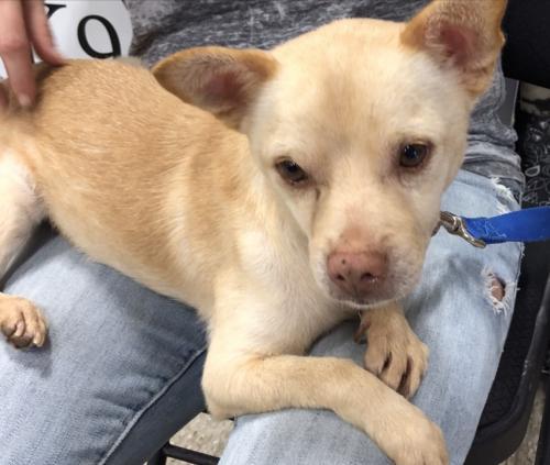 Dog For Adoption Bauml A Shiba Inu Mix In San Antonio Tx