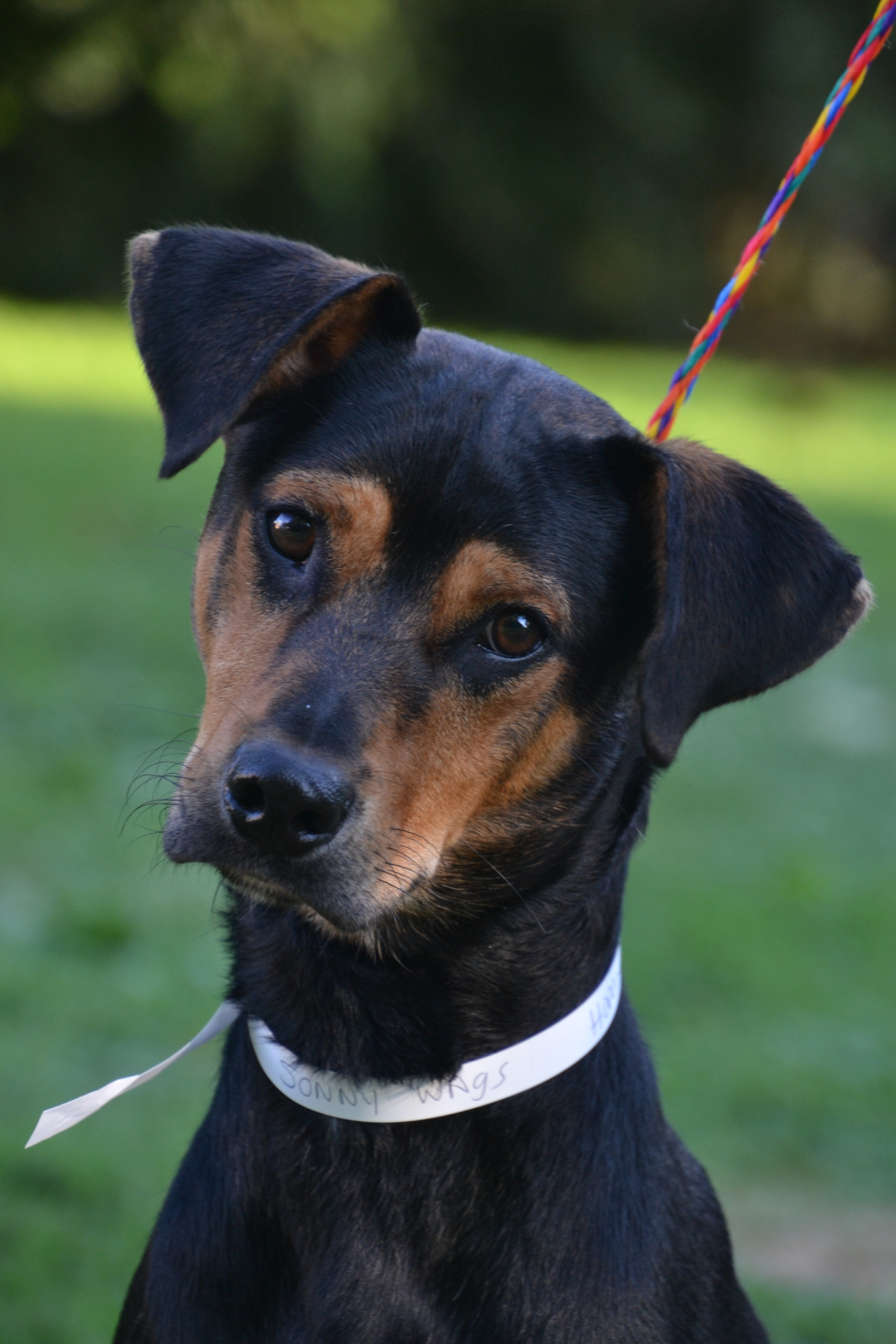 Dog For Adoption Sonny Wags Formerly Known As Southside Talbot A Hound Mix In Horsham Pa Petfinder