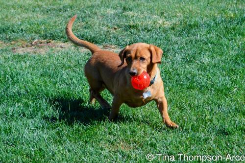 Dog For Adoption Zeus A Dachshund Beagle Mix In Hesperia Ca