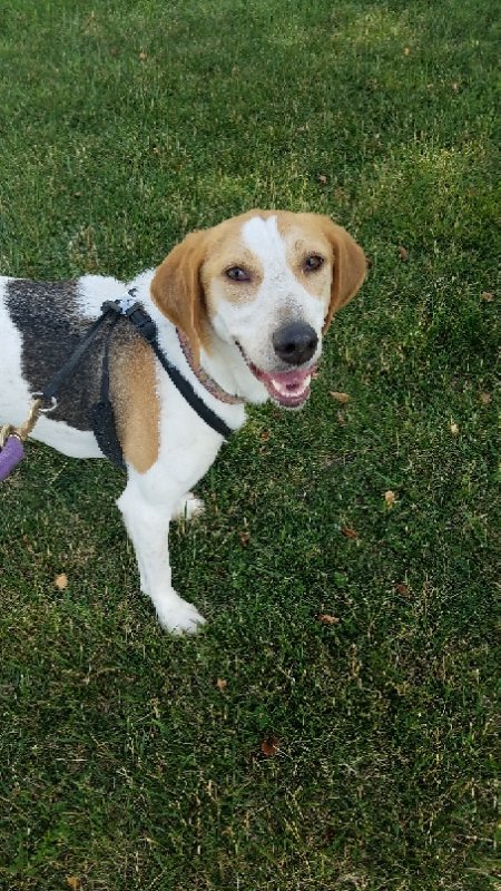 Jesse, an adoptable Hound, Foxhound in King George, VA, 22485 | Photo Image 1