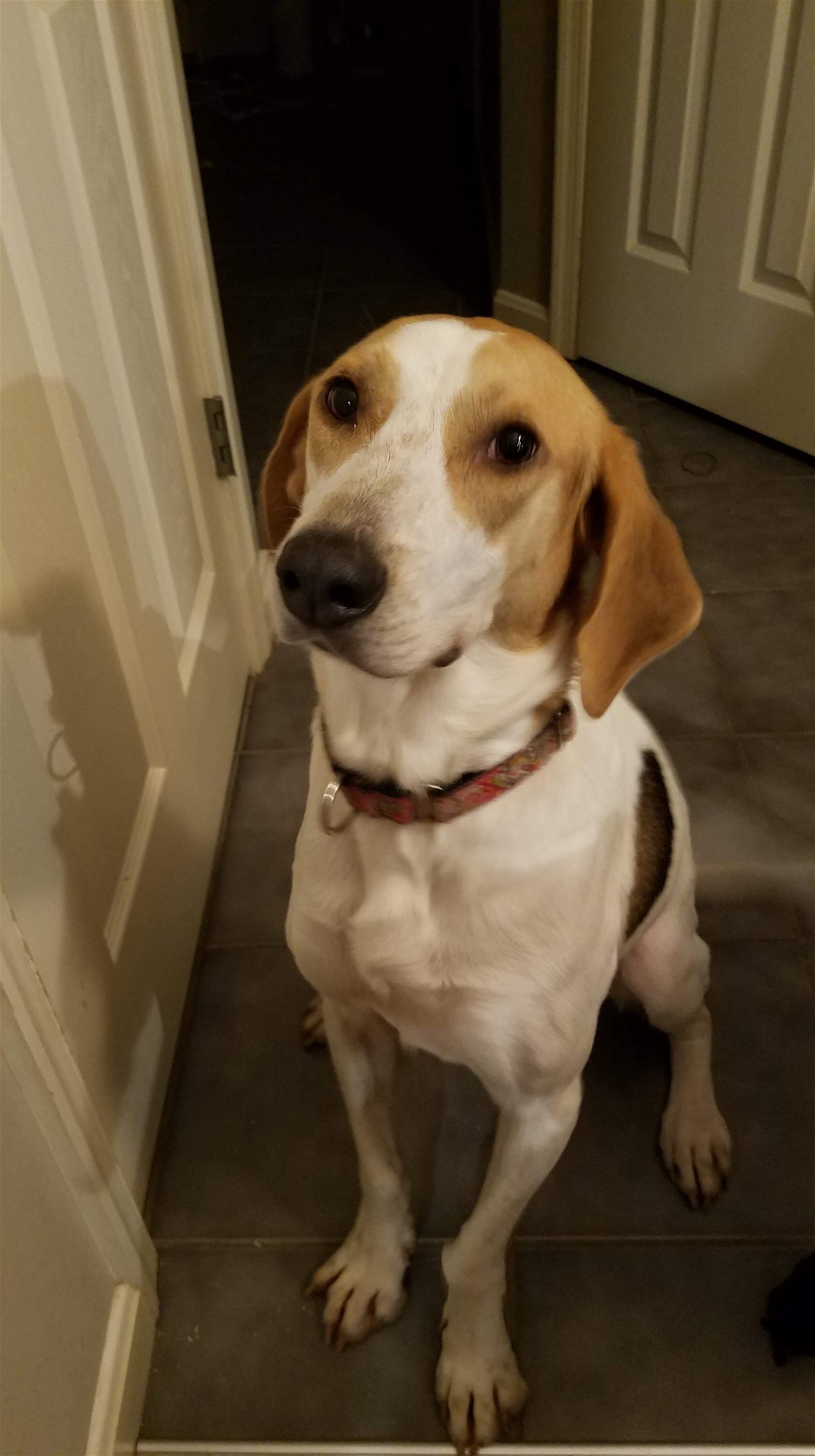 Jesse, an adoptable Hound, Foxhound in King George, VA, 22485 | Photo Image 2