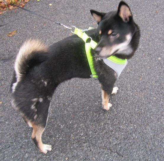 Dog For Adoption Kano Adopted A Shiba Inu In Englishtown