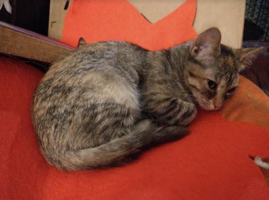 Muffin, an adoptable Domestic Short Hair in Plano, TX, 75026 | Photo Image 1