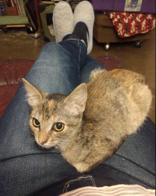 Muffin, an adoptable Domestic Short Hair in Plano, TX, 75026 | Photo Image 2