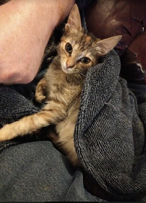 Muffin, an adoptable Domestic Short Hair in Plano, TX, 75026 | Photo Image 3