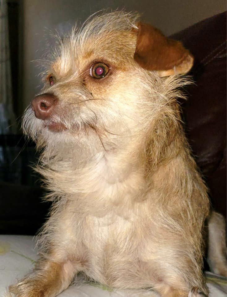 Gryffin, an adoptable Chihuahua, Wire Fox Terrier in Houston, TX, 77205 | Photo Image 2