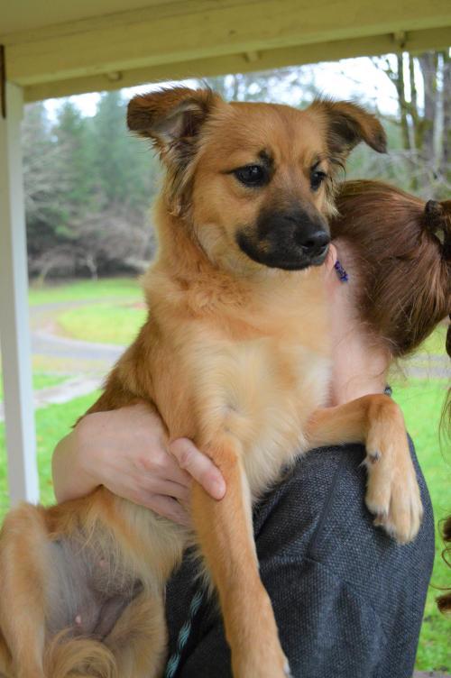 Shiba Inu Puppies For Sale Lompoc Ca 314202 Petzlover