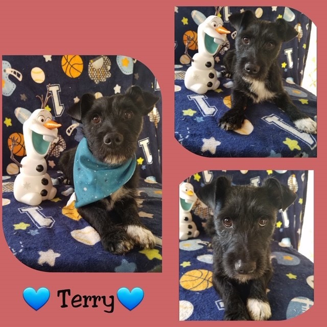 Terry 1