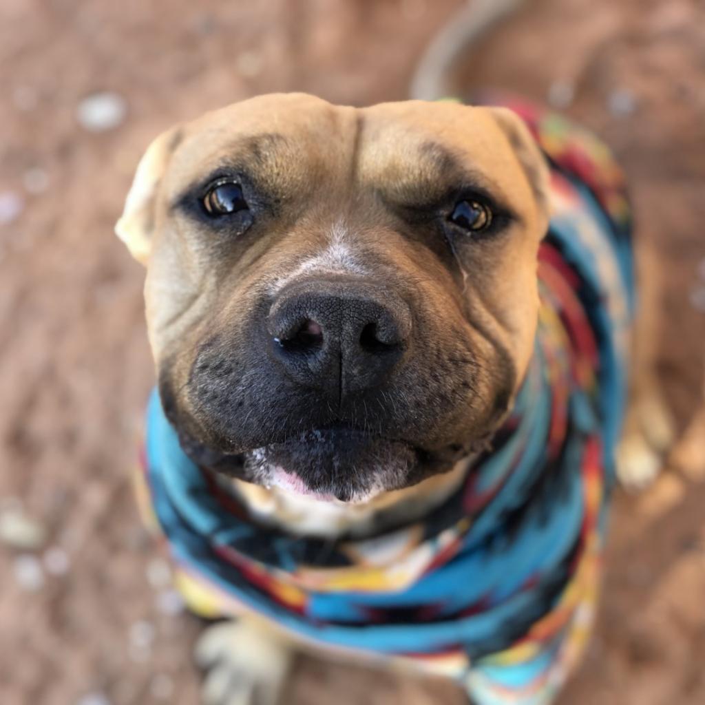 Hank, an adoptable Pit Bull Terrier, English Bulldog in Kanab, UT, 84741 | Photo Image 1