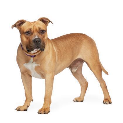 Hank, an adoptable Pit Bull Terrier, English Bulldog in Kanab, UT, 84741 | Photo Image 3