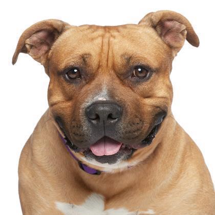 Hank, an adoptable Pit Bull Terrier, English Bulldog in Kanab, UT, 84741 | Photo Image 4