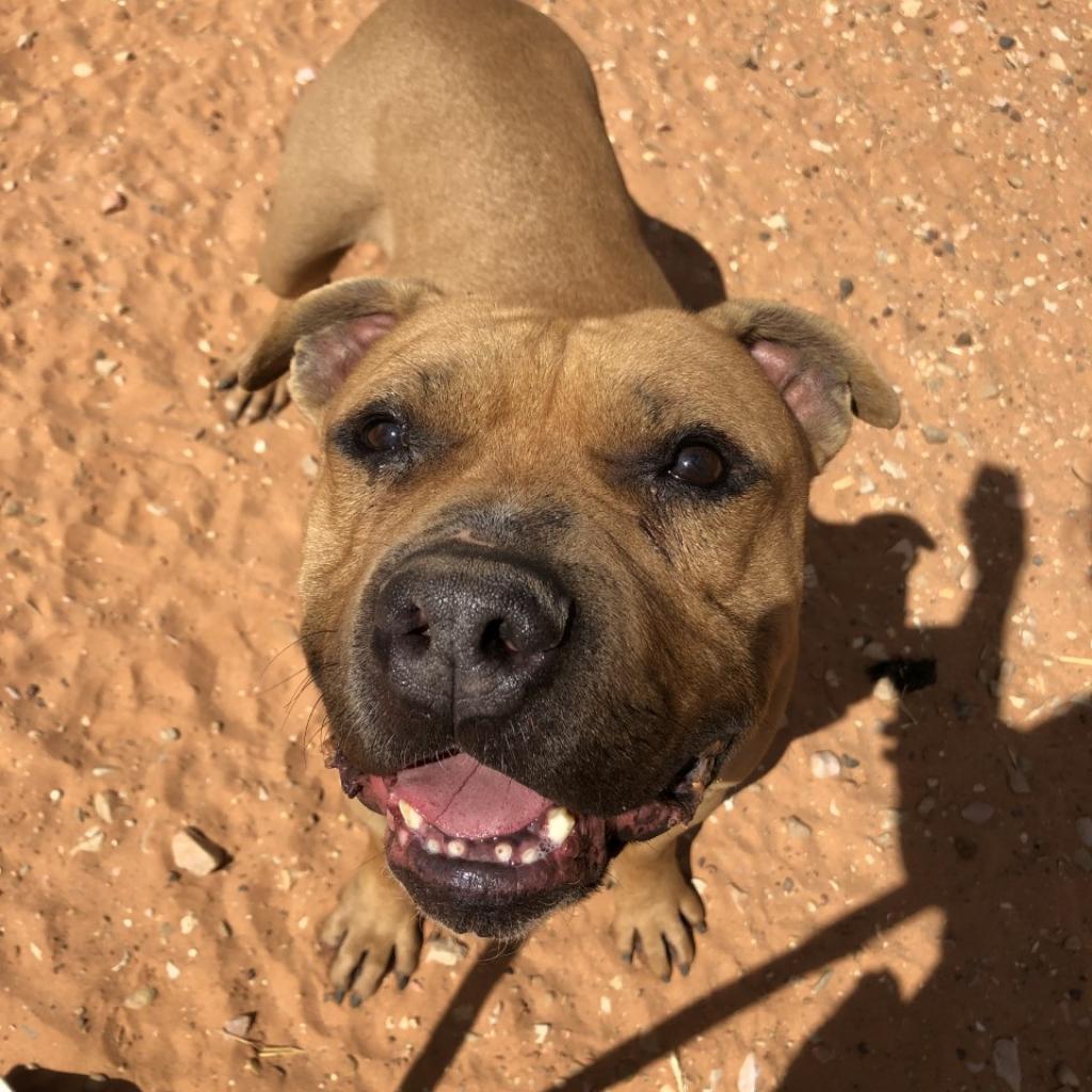 Hank, an adoptable Pit Bull Terrier, English Bulldog in Kanab, UT, 84741 | Photo Image 6