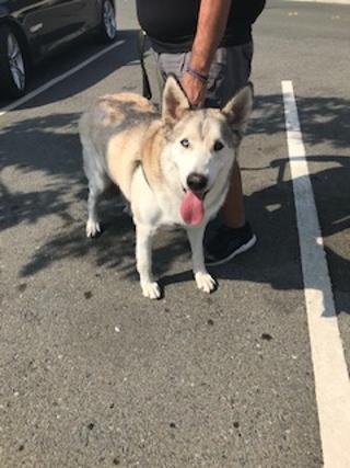 BUSTER, an adoptable Husky, Shepherd in Pittsburg, CA, 94565 | Photo Image 2