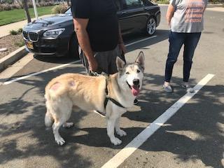 BUSTER, an adoptable Husky, Shepherd in Pittsburg, CA, 94565 | Photo Image 3