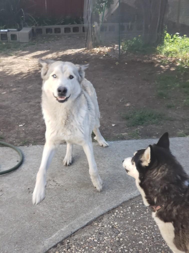 BUSTER, an adoptable Husky, Shepherd in Pittsburg, CA, 94565 | Photo Image 4