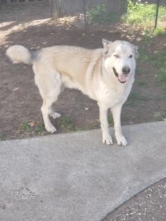 BUSTER, an adoptable Husky, Shepherd in Pittsburg, CA, 94565 | Photo Image 5