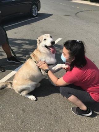 BUSTER, an adoptable Husky, Shepherd in Pittsburg, CA, 94565 | Photo Image 6