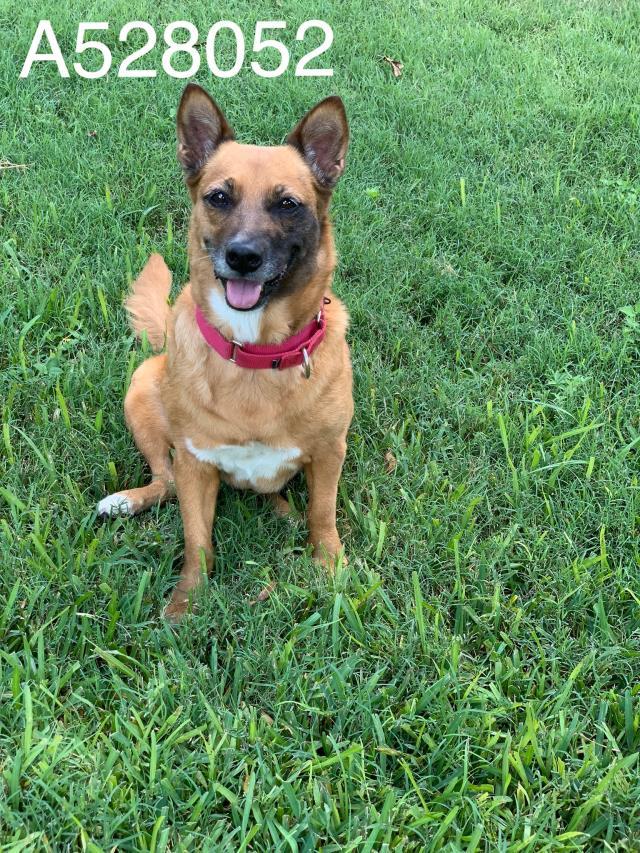 Dog For Adoption Delilah A Cardigan Welsh Corgi Shiba