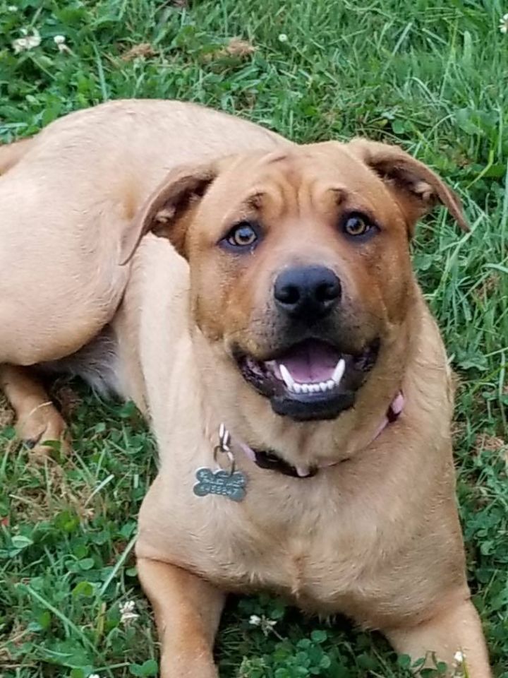 Dog For Adoption Skye A Cane Corso Rottweiler Mix In