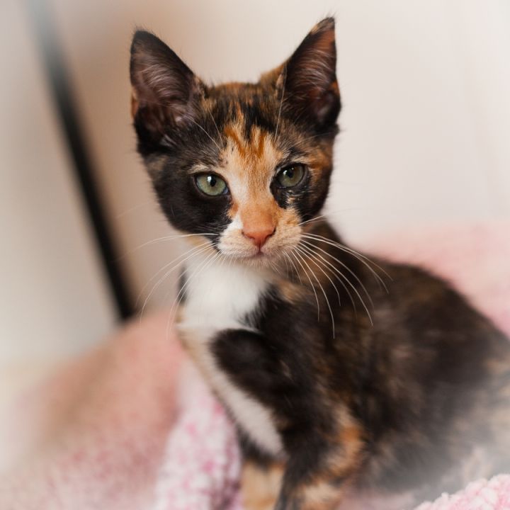 Chanterelle, an adopted Tortoiseshell in Ponte Vedra, FL_image-2