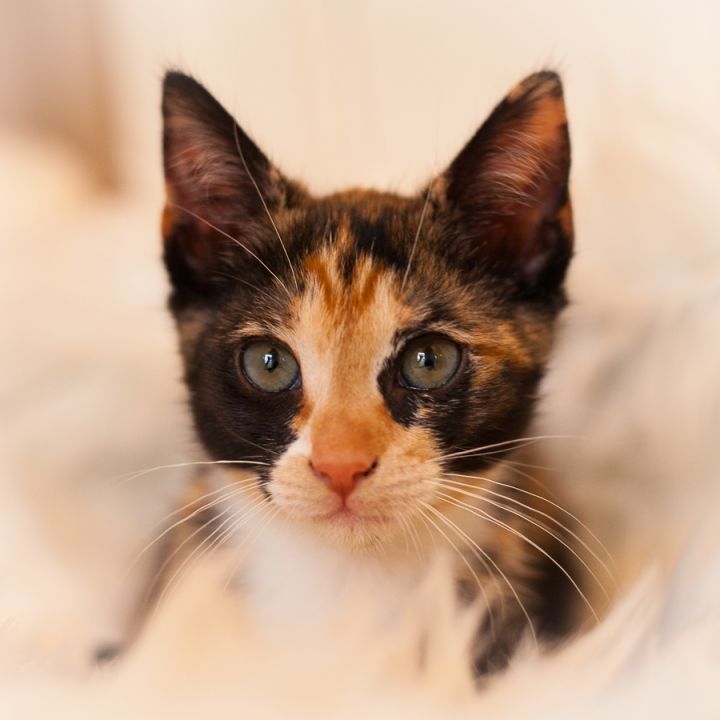 Chanterelle, an adopted Tortoiseshell in Ponte Vedra, FL_image-3