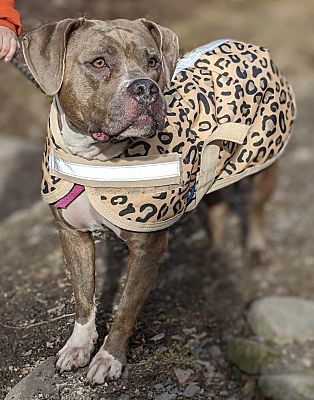 Spice, an adoptable Pit Bull Terrier in Pottsville, PA, 17901 | Photo Image 1