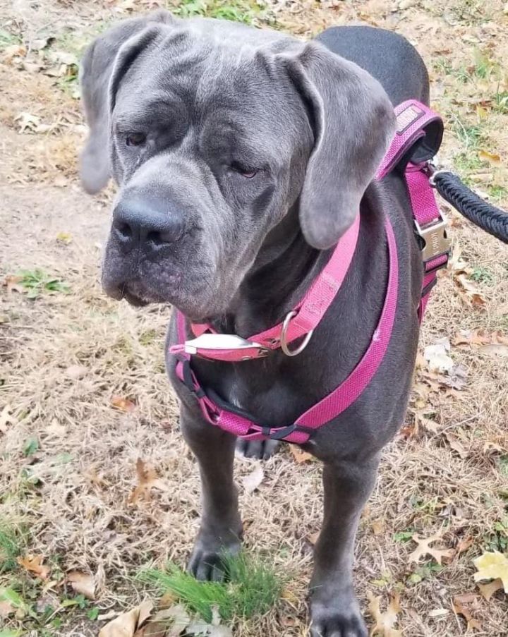 Dog For Adoption Athena A Cane Corso Mastiff Mix In