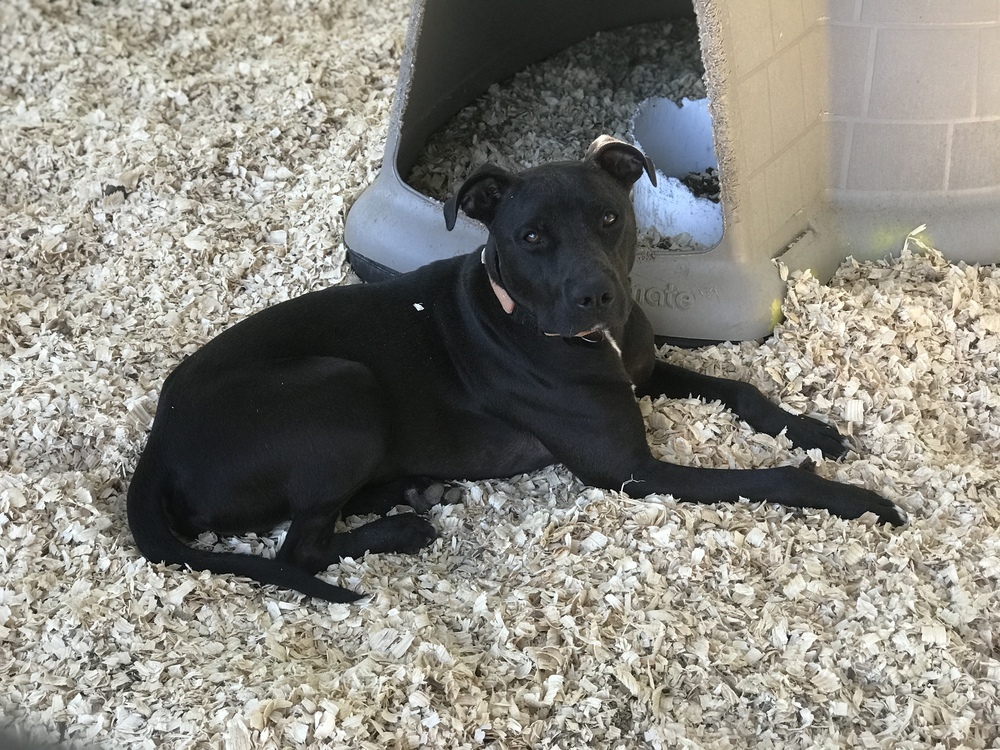 Cannon, an adoptable American Bulldog in Troy, AL, 36081 | Photo Image 4