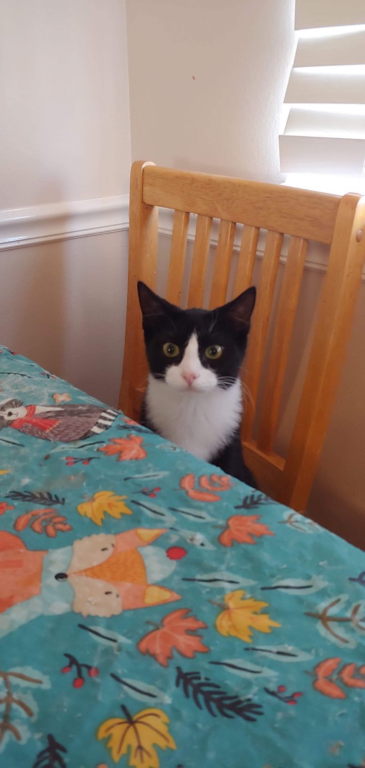 Cat For Adoption Pokey A Domestic Short Hair In Spanish Fork