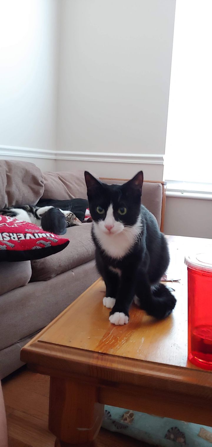 Cat For Adoption Pokey A Domestic Short Hair In Spanish Fork