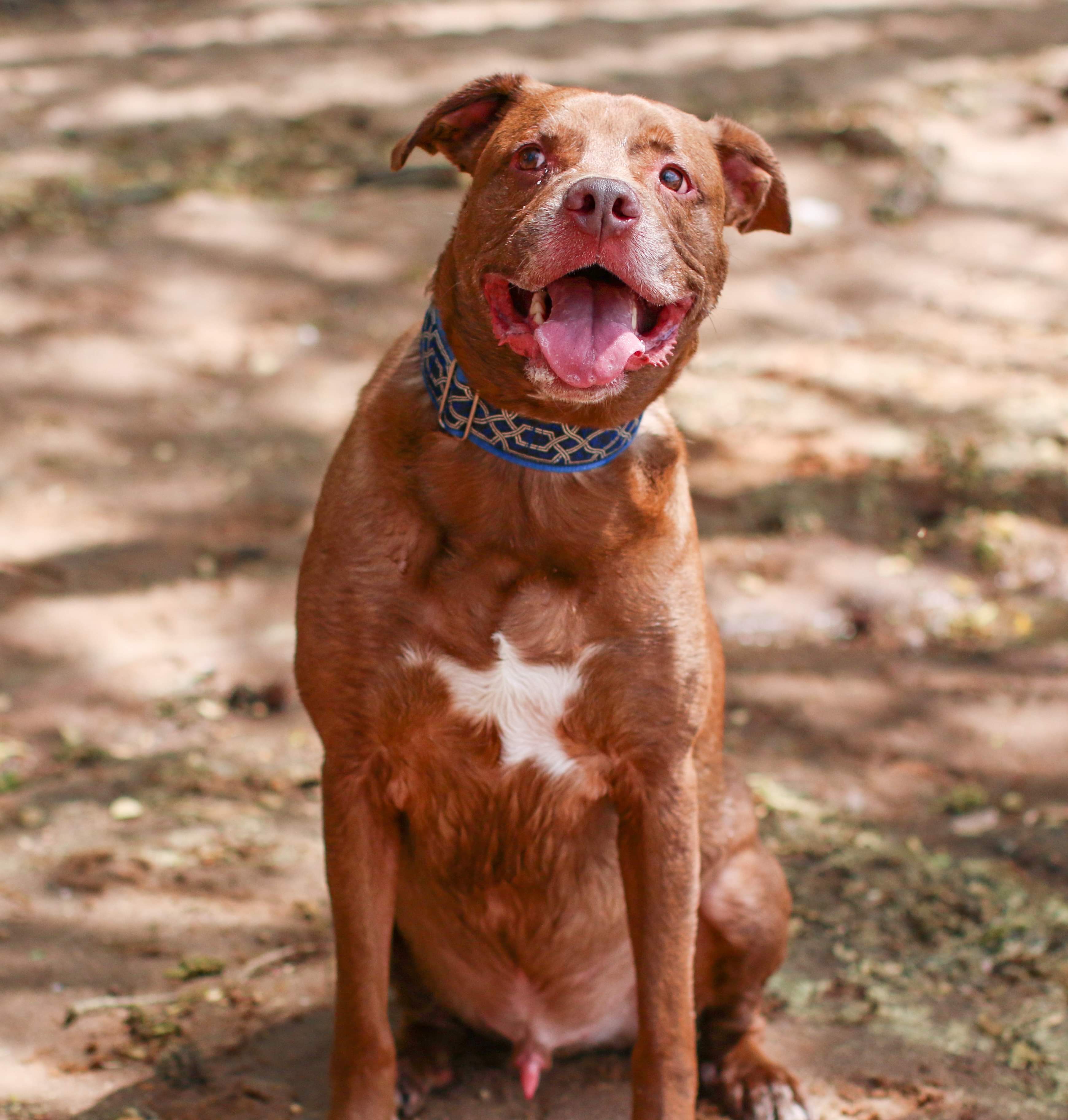 Henry, an adoptable Labrador Retriever, Pit Bull Terrier in Charlotte, NC, 28215 | Photo Image 2