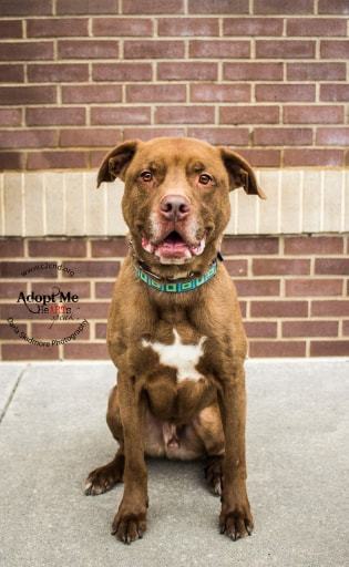 Henry, an adoptable Labrador Retriever, Pit Bull Terrier in Charlotte, NC, 28215 | Photo Image 1
