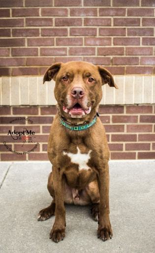 Henry, an adoptable Labrador Retriever, Pit Bull Terrier in Charlotte, NC, 28215 | Photo Image 3