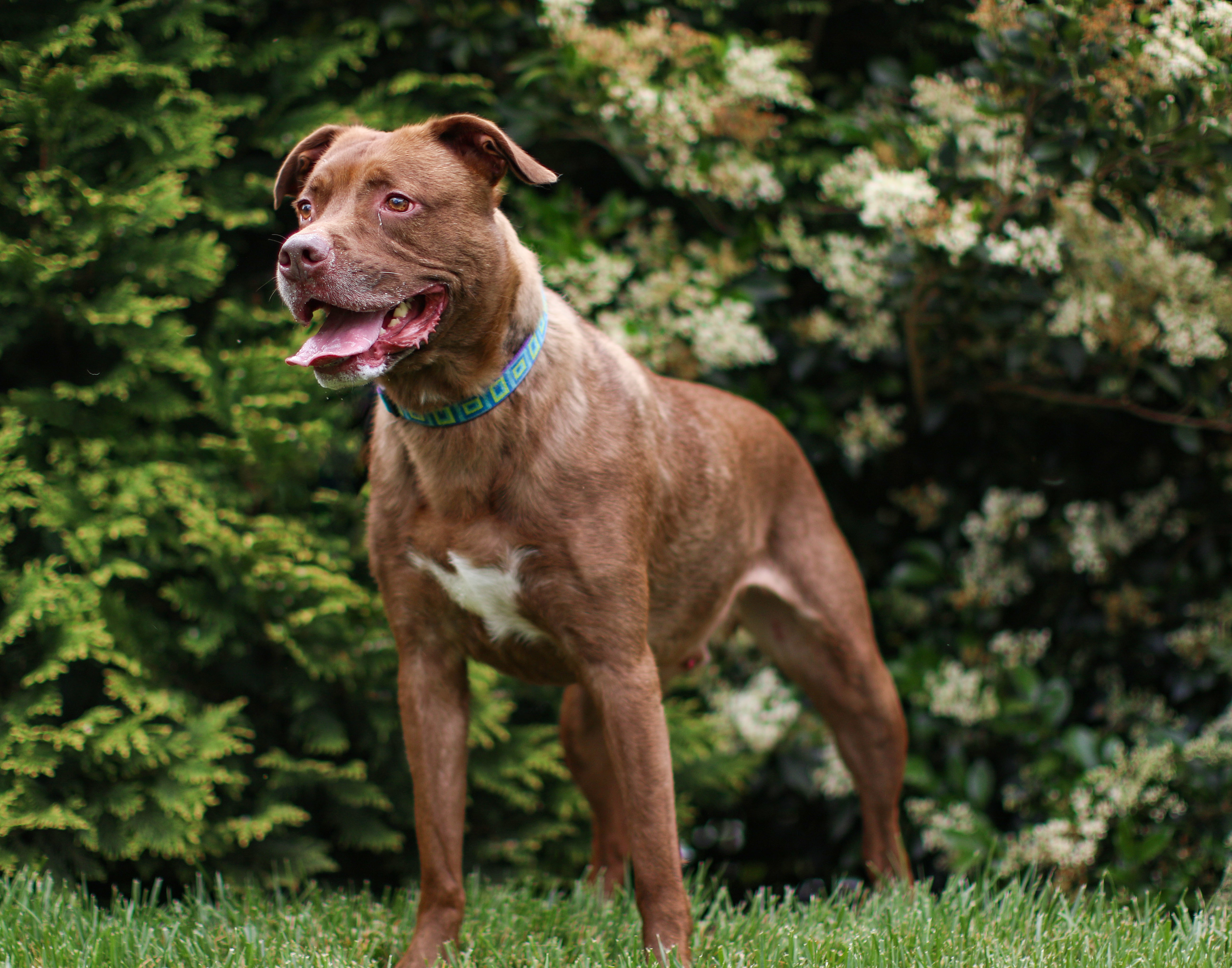 Henry, an adoptable Labrador Retriever, Pit Bull Terrier in Charlotte, NC, 28215 | Photo Image 3