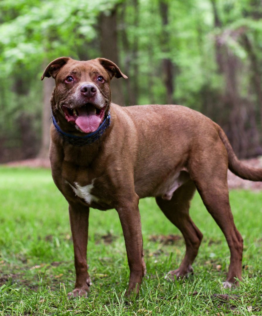 Henry, an adoptable Labrador Retriever, Pit Bull Terrier in Charlotte, NC, 28215 | Photo Image 4